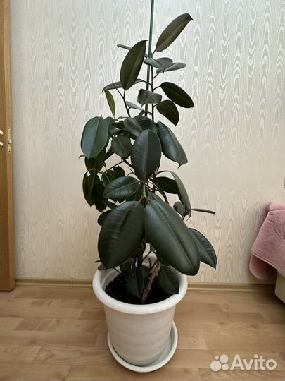 Фикус каучуконосный