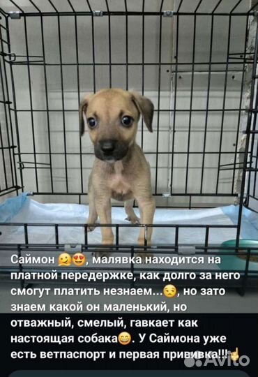 Щенки в добрые руки
