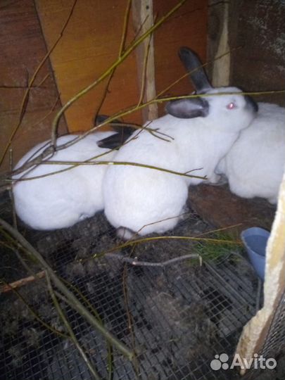 Калифорнийские кролики