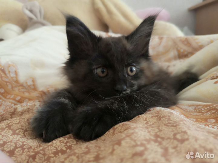 Котëнок мейн-кун