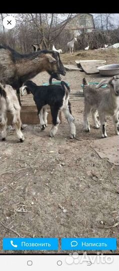 Козлята
