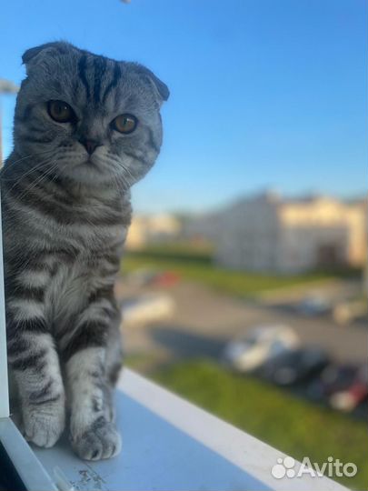 Британский вислоухий кот вязка
