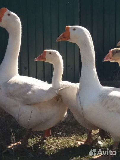 Гуси