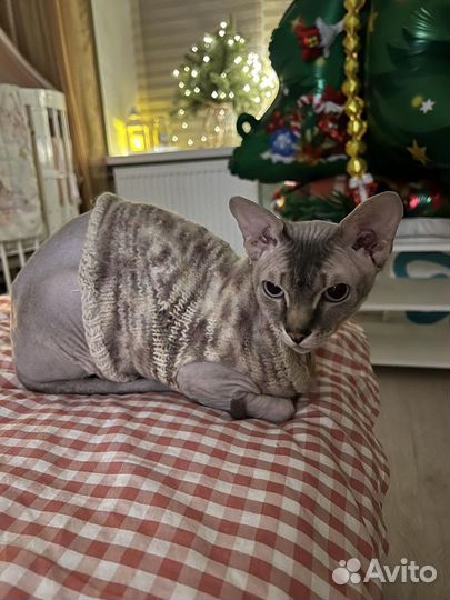 Сфинкс вязка