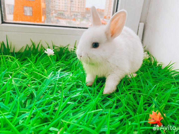 Карликовый кролик