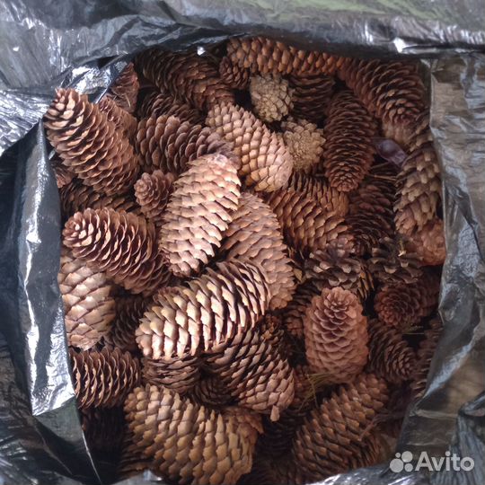 Шишки, желуди