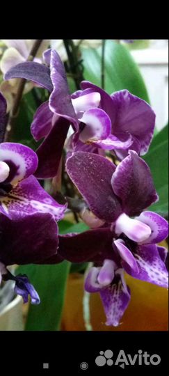 Орхидея фаленопсис
