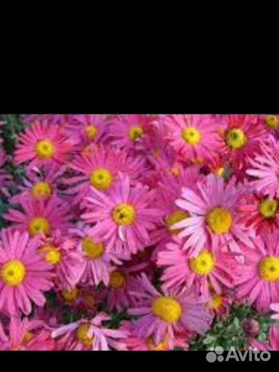 Хризантема