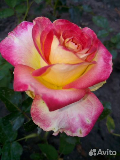 Саженцы клубника персик смородина ромашка колокол