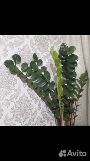 Замиокулькас ветка на укоренение