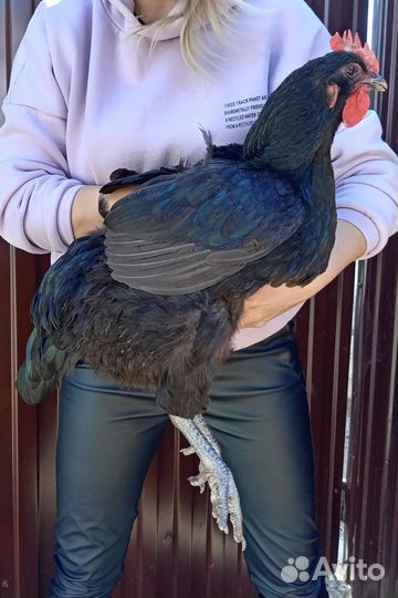 Цыплята Джерсийский гигант Индюшата подрощенные