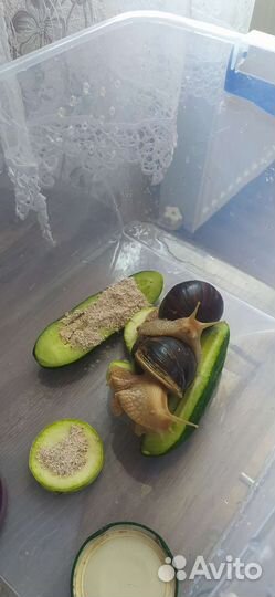 Улитки ахатины бесплатно