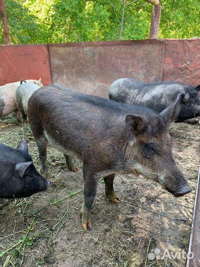 Хряк на покрытье