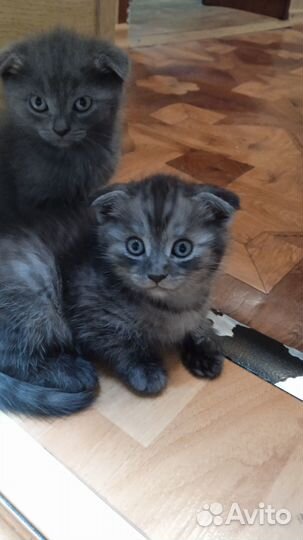 Шотландские вислоухие котята