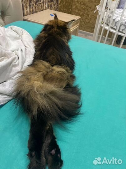 Кот мейн-кун