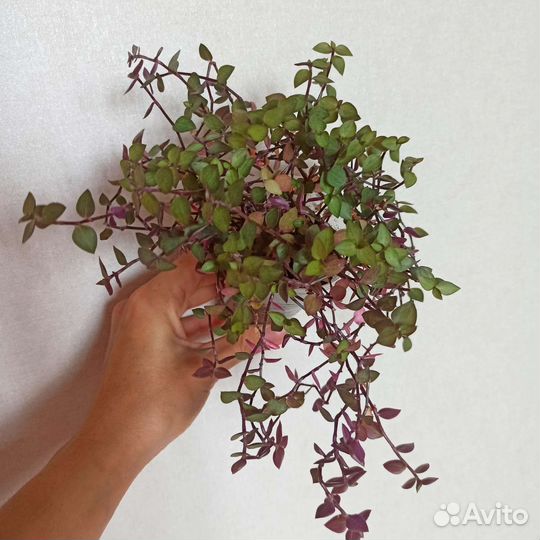 Каллизия тартл