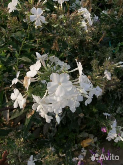 Флоксы многолетние