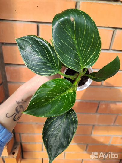 Филодендрон биркин