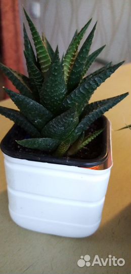 Суккуленты комнатные