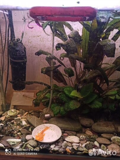 Аквариумные рыбки отдам бесплатно