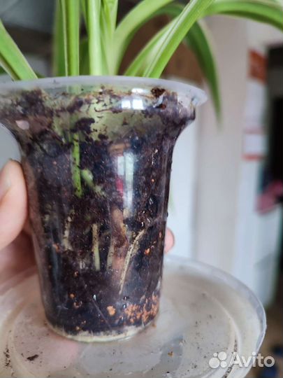 Хлорофитум