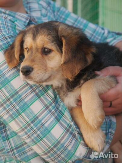 Щенок в добрые руки 3 мес