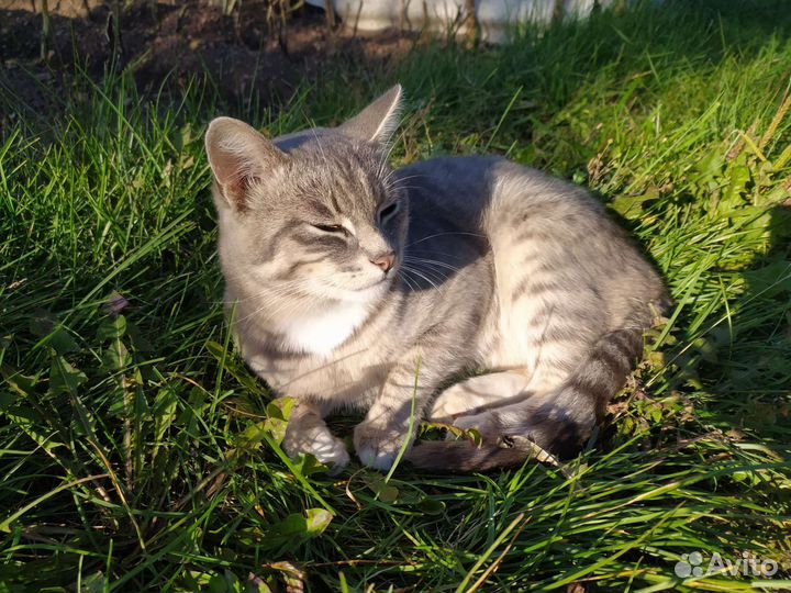 Ласковый котик