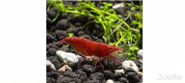 Голубая Панда породистые рыбки