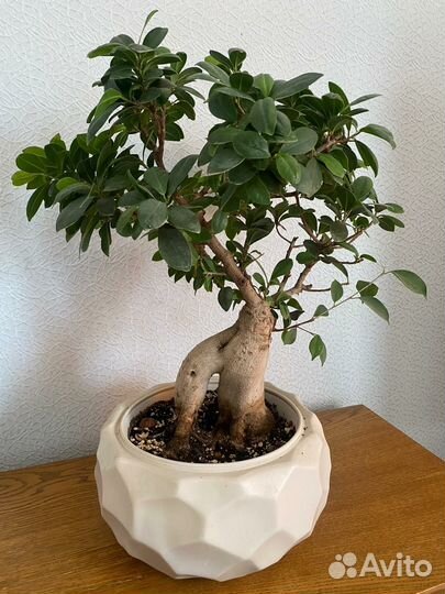 Фикус микрокарпа гинсенг бонсай