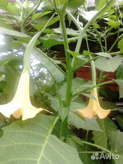 Бругмансия