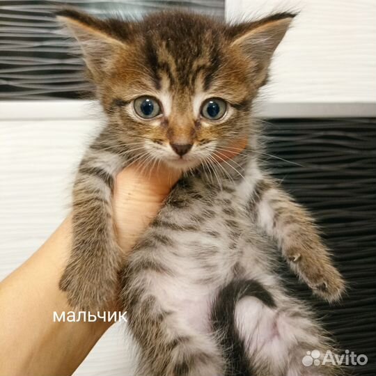 Отдам котят в добрые руки