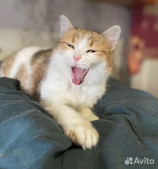 Кошка