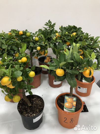 Мандариновое дерево