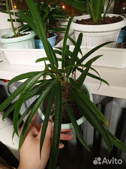 Комнатные цветы