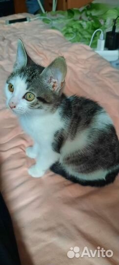 Котята бесплатно