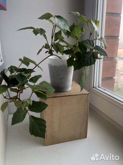 Циссус березка