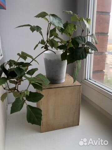 Циссус березка