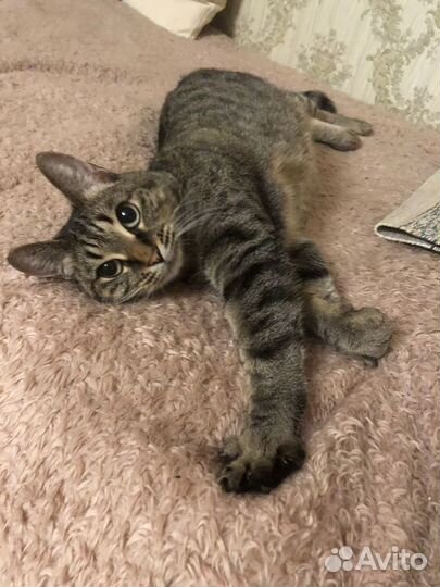 Передержка животных