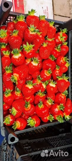 Продается рассада клубники