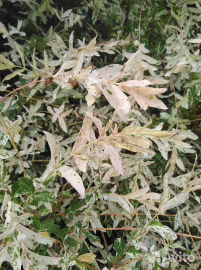 Ива пестролистная Хакира Нишики