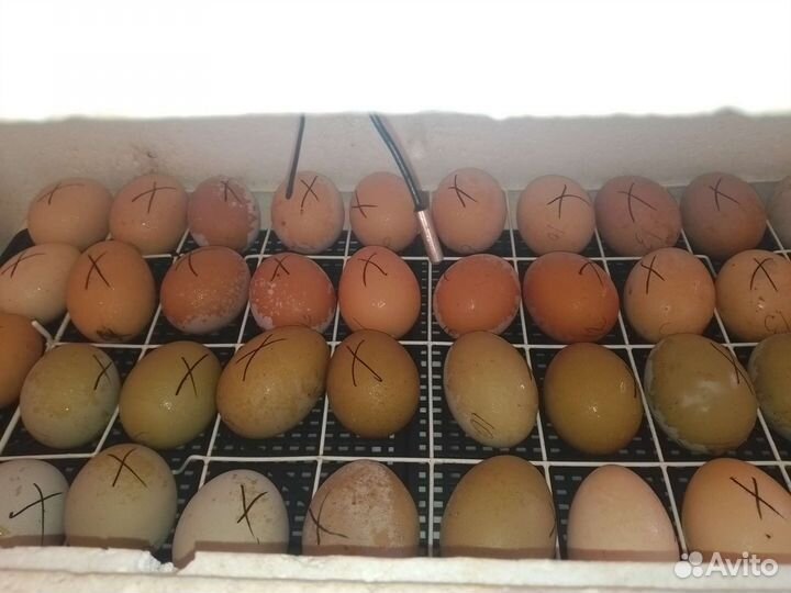 Инкубационное яйцо