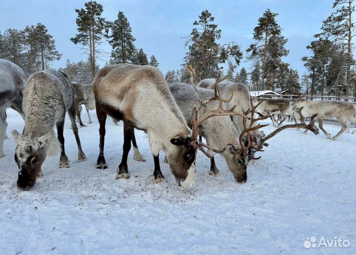 Северные олени
