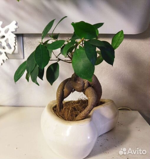 Сортовые фикусы