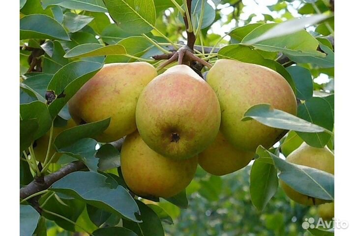 Саженцы груши - 1-2 летние