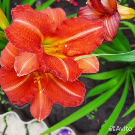 Лилейники сортовые