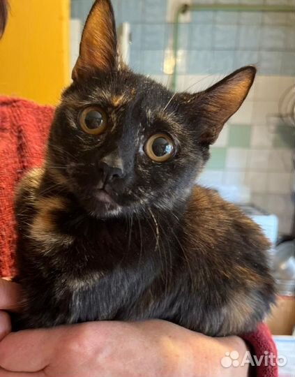 Котенок ласковая девочка