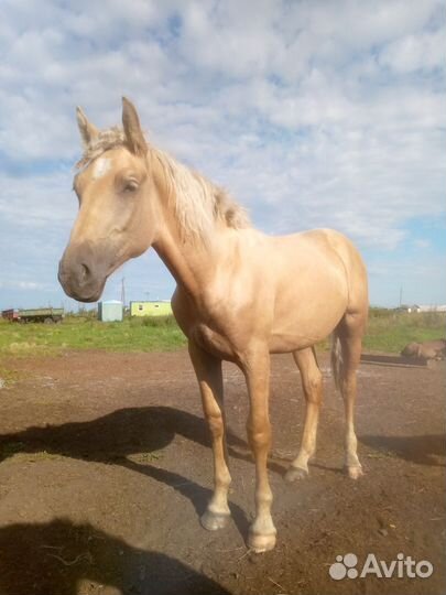Жеребчик соловой масти