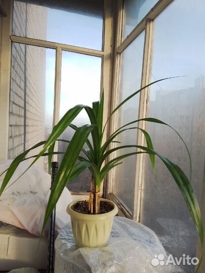 Панданус(винтовая пальма), Опунция и др