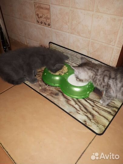 Котята медвежата в дар
