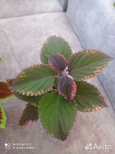 Новые сорта колеусов